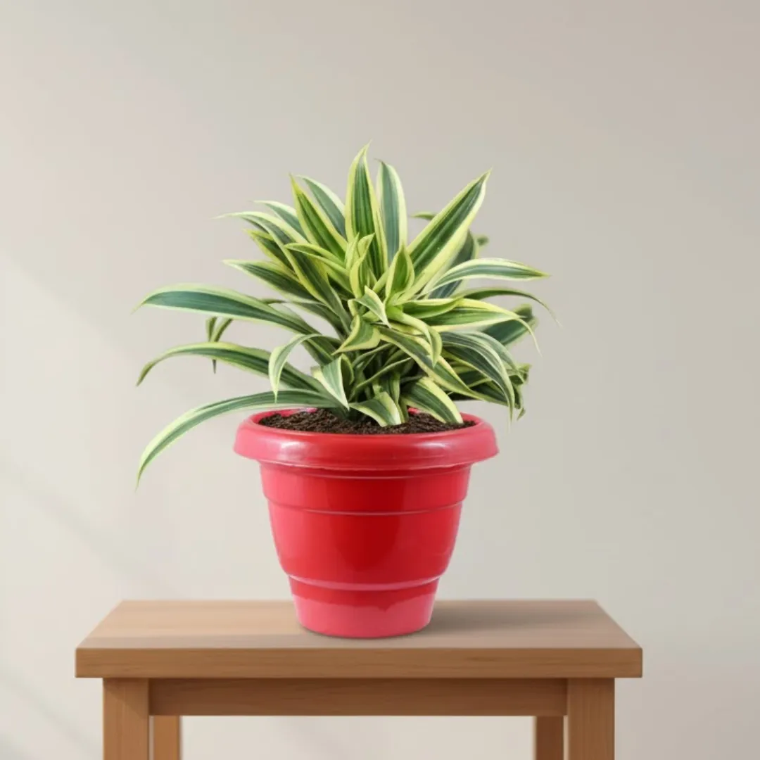 Song of India in 10 Inch Terracotta Red Classy Plastic Pot