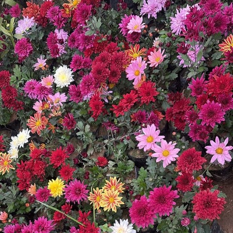 Set Of 5 - Chrysanthemum / Guldawari / Guldaudi (any colour) in 3 Inch Nursery Bag