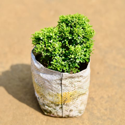 Fragrant Table Kamini Ball in 4 inch Nursery Bag