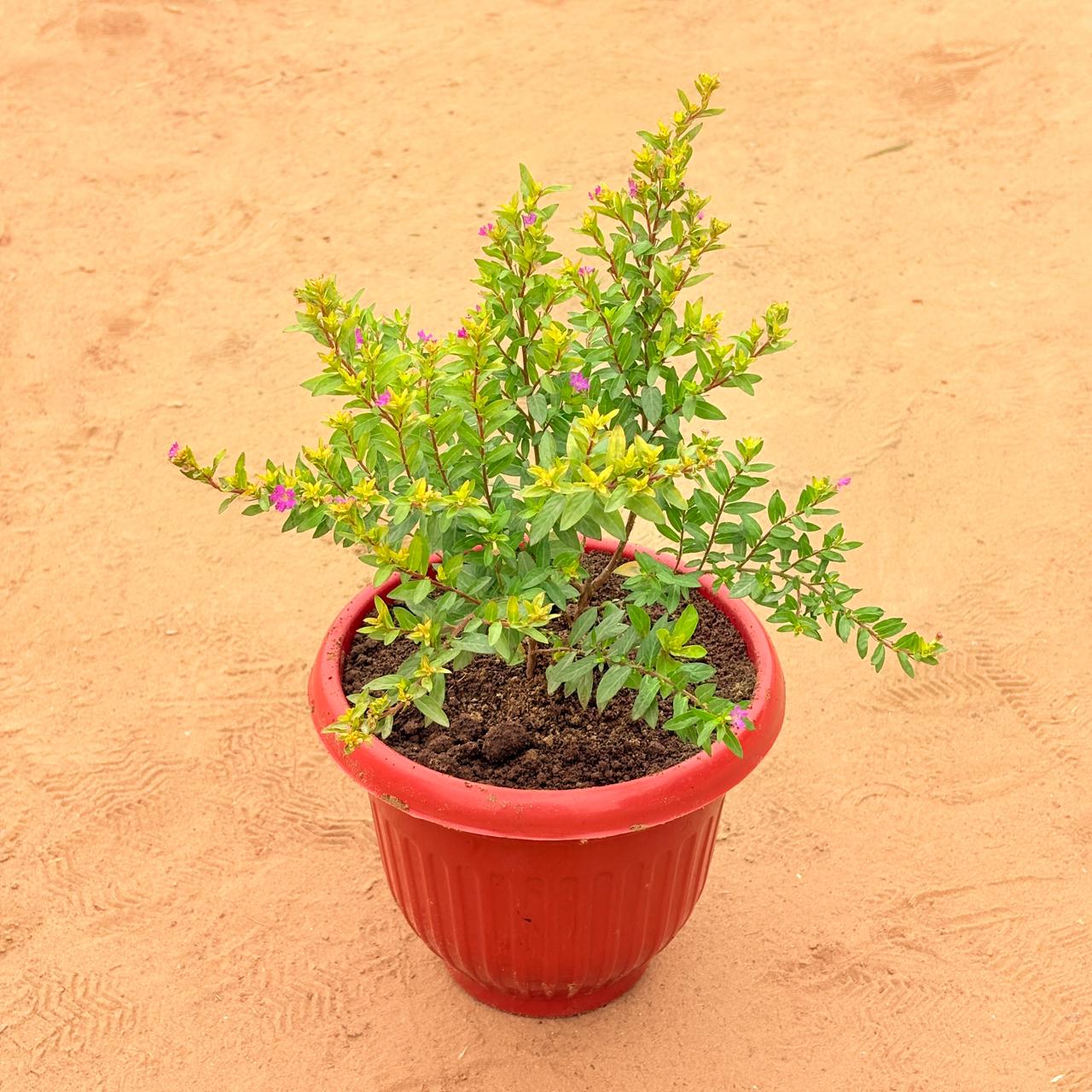 Cuphea / False heather Pink in 8 Inch Terracotta Red Olive Plastic Pot