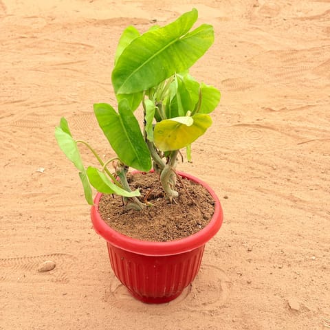 Alocasia Green Majesty in 8 Inch Terracotta Red Olive Plastic Pot
