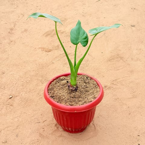 Alocasia Green in 8 Inch Terracotta Red Olive Plastic Pot