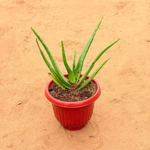 Aloe Vera in 8 Inch Terracotta Red Olive Plastic Pot