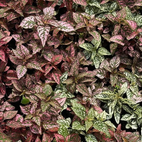 Hypoestes / Polka Dot (any colour) in 4 Inch Nursery Bag