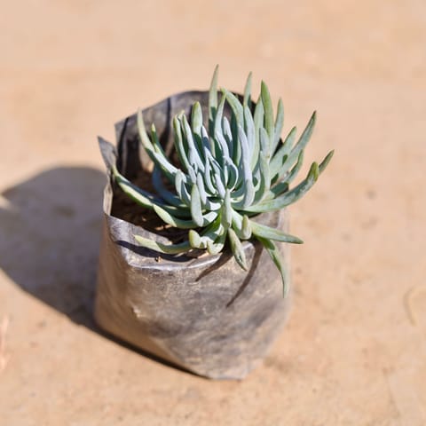 Curio Repens Succulent in 4 Inch Nursery Bag