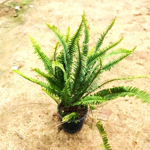 Fern Green in 6 Inch White Super Nursery Pot