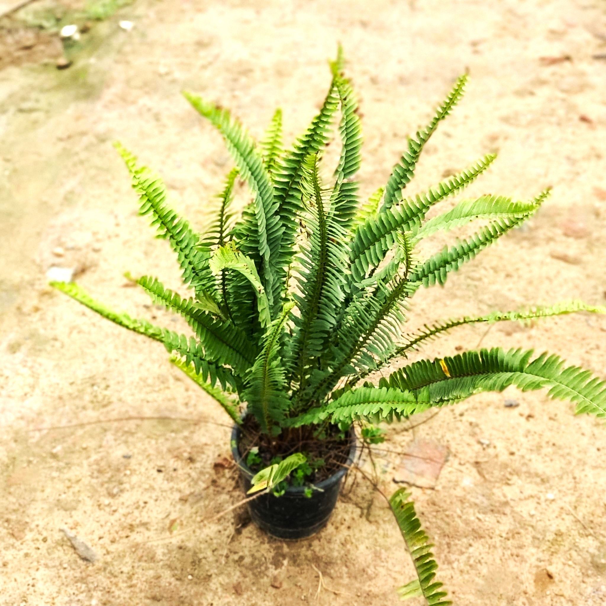 Fern Green in 6 Inch White Super Nursery Pot