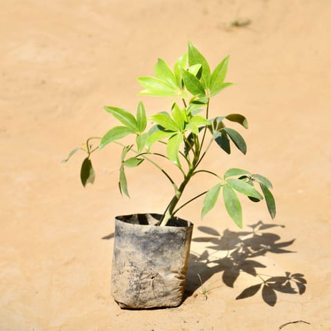 Schefflera Green in 3 Inch Nursery Bag