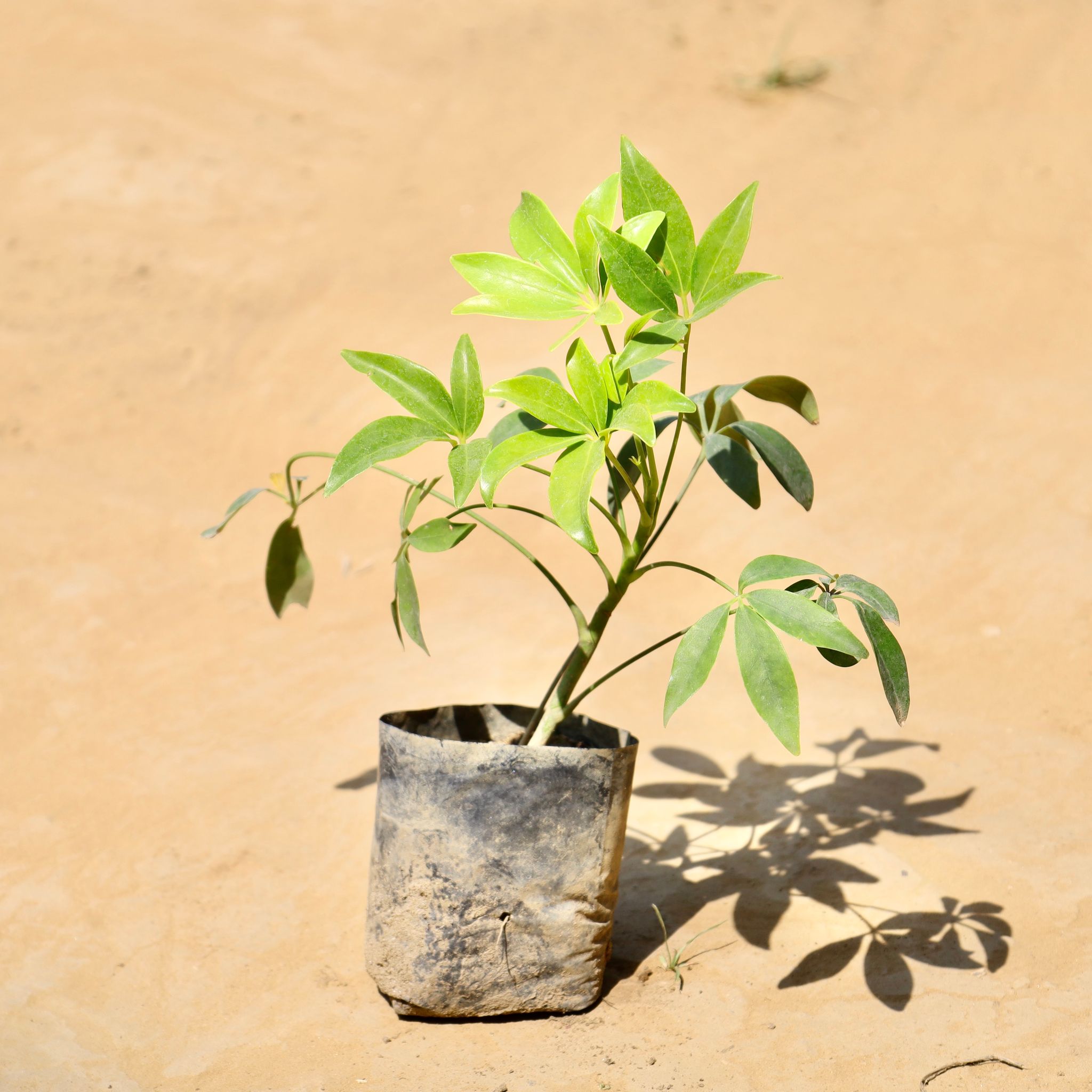 Schefflera Green in 3 Inch Nursery Bag