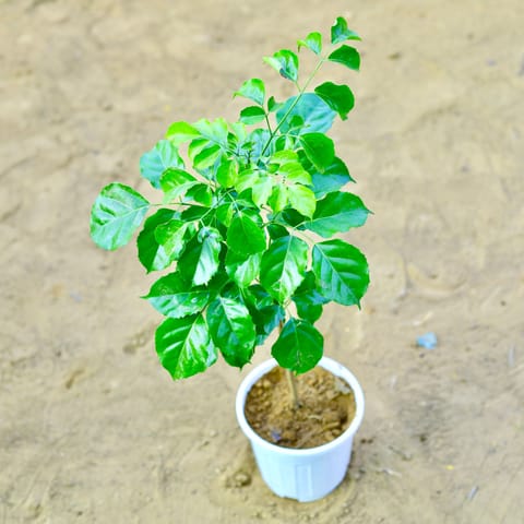 Radermachera / China Doll (~ 2 Ft) in 6 Inch Live Fresh Plant White Super Nursery Pot in Sector 10