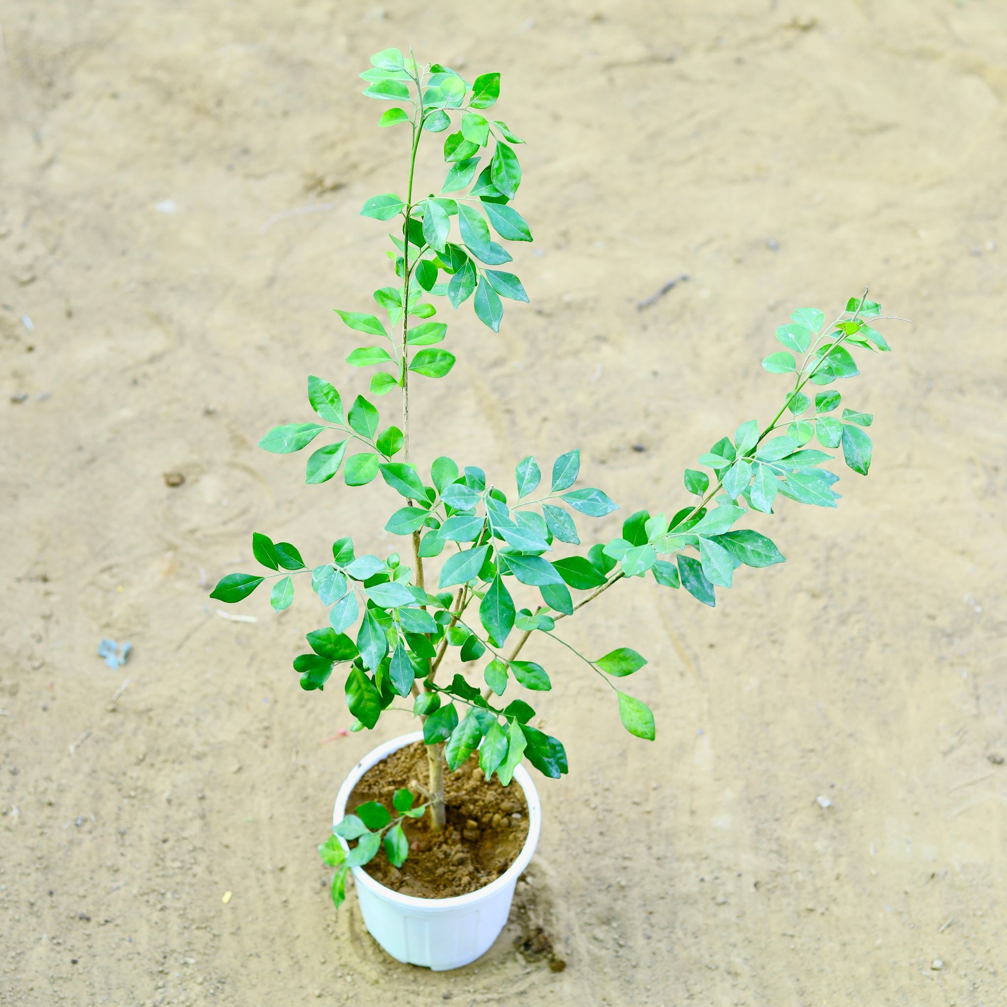 Murraya / Madhu Kamini White (~ 1 Ft) in 6 Inch White Super Nursery Pot