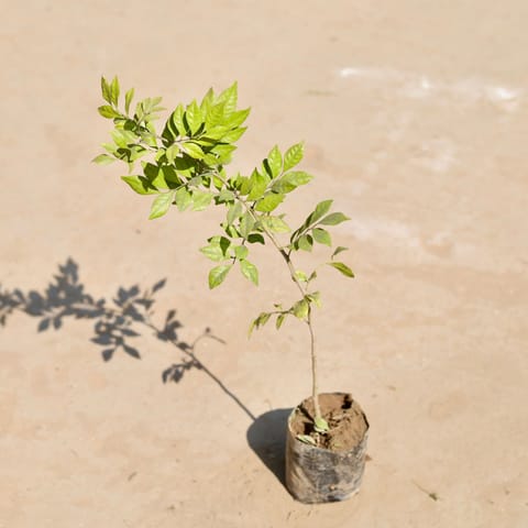 Madhu Kamini White / Murraya in 3 Inch Nursery Bag