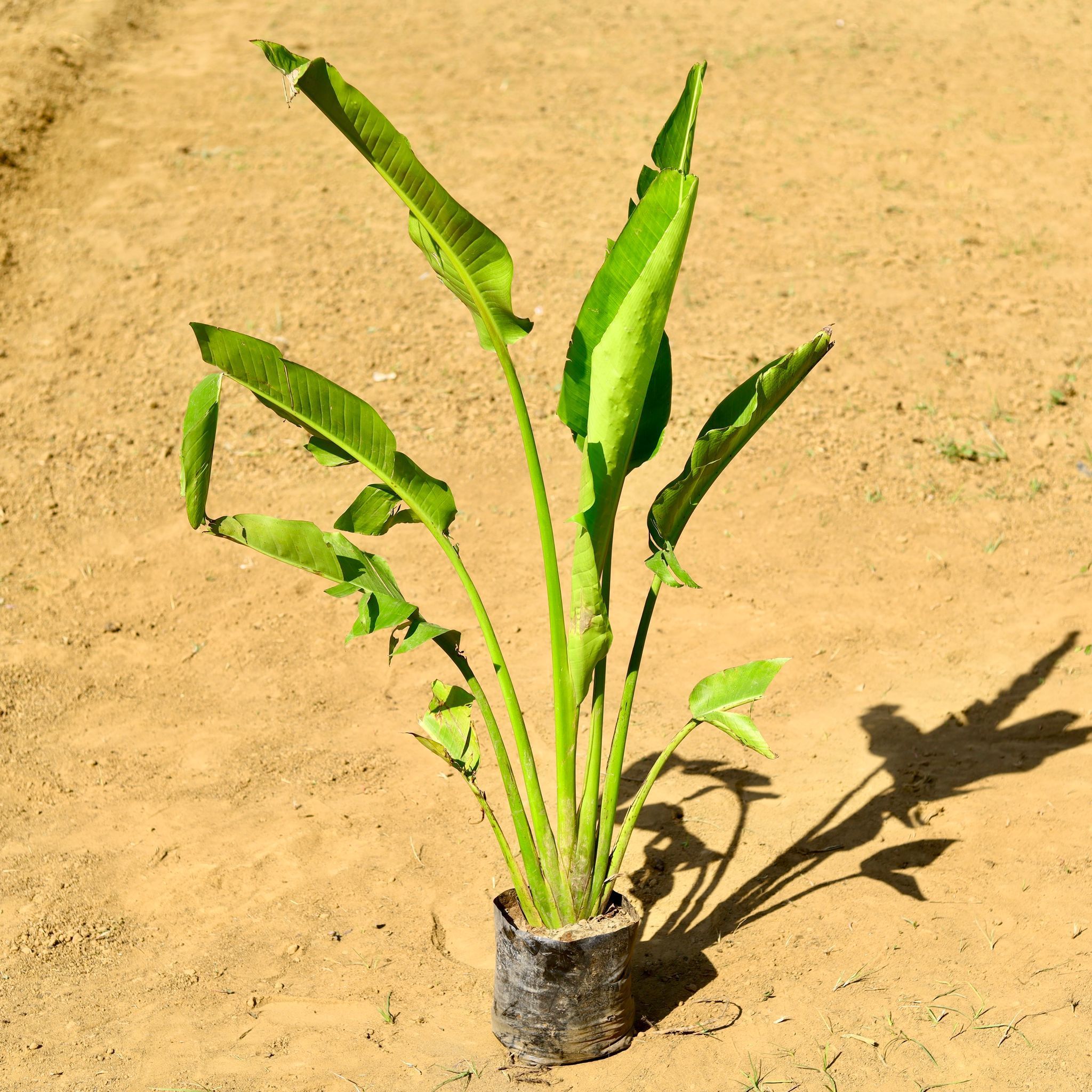 Traveller Palm (~ 5 Ft) in 8 Inch Nursery Bag