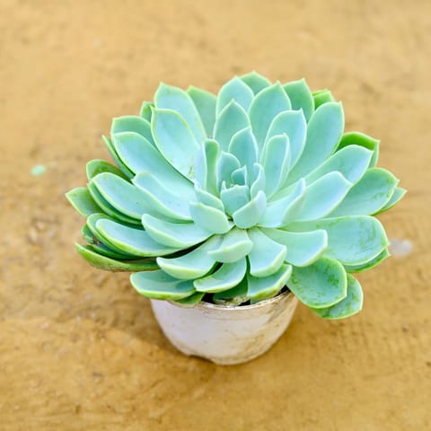 Echeveria Suncup Succulent in 3 Inch Nursery Pot