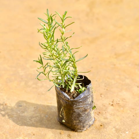 Rosemary in 4 Inch Nursery Bag