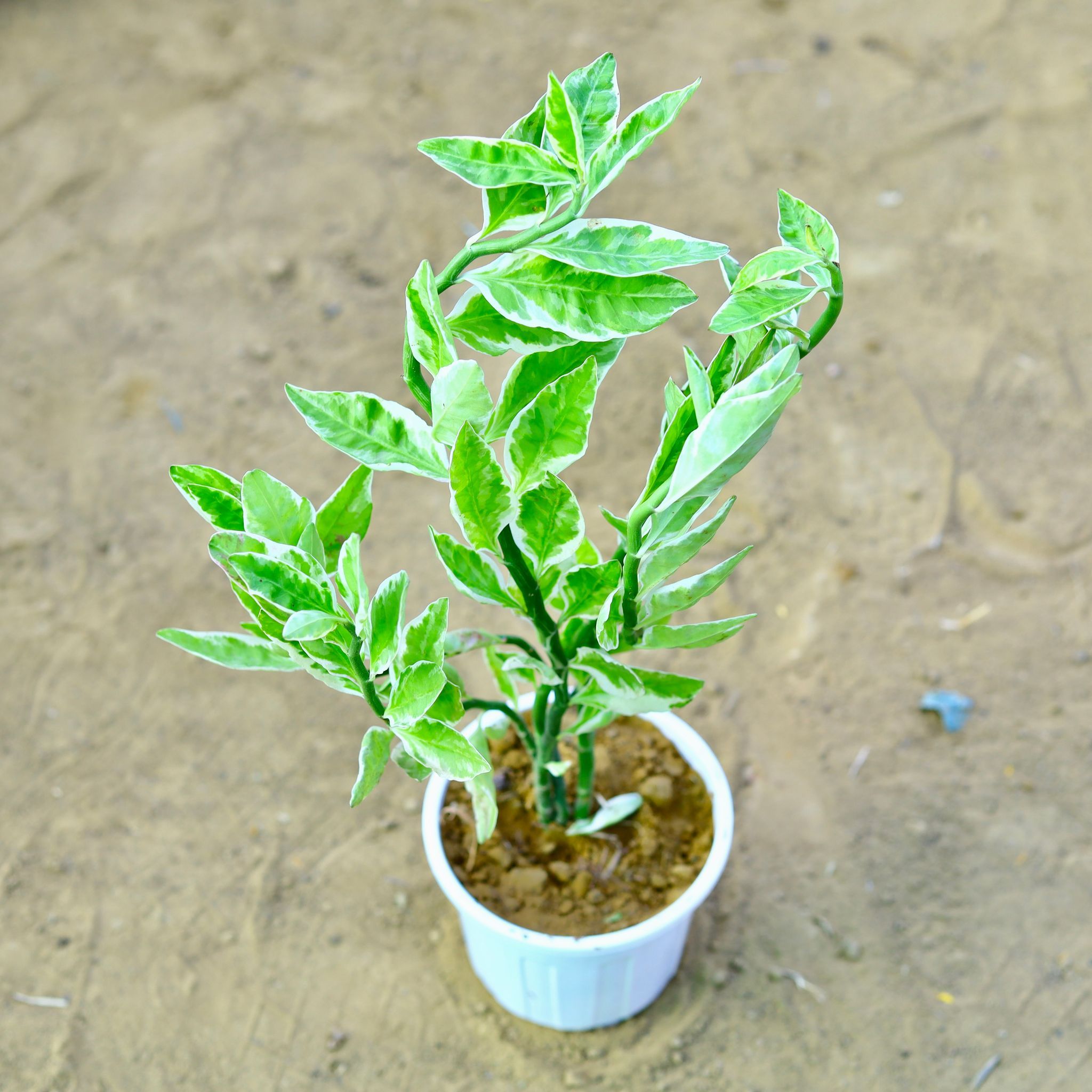 Pedilianthus / Devil's Backbone in 6 Inch White Super Nursery Pot