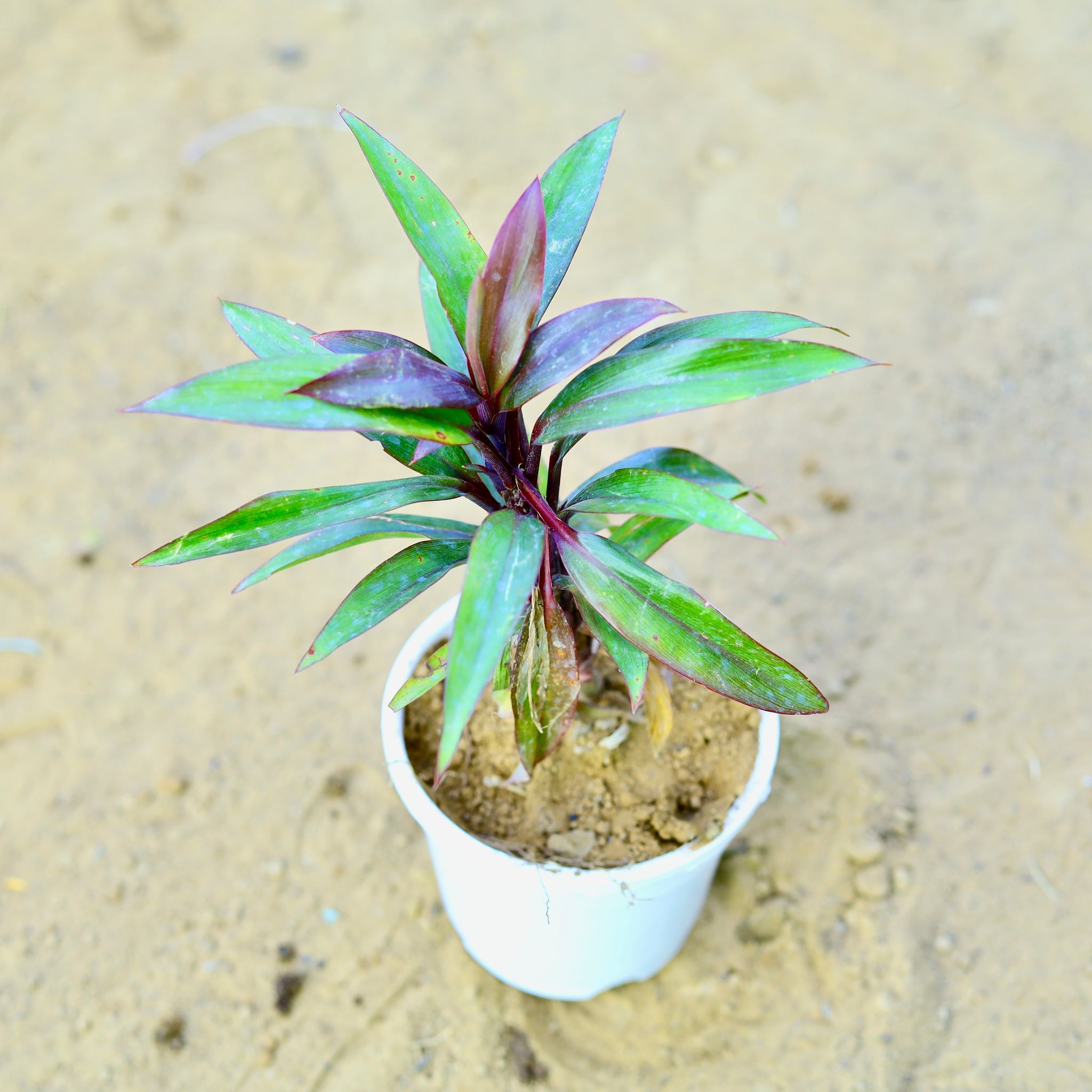 Dracaena Red Dwarf Ananas in 4 Inch White Nursery Pot