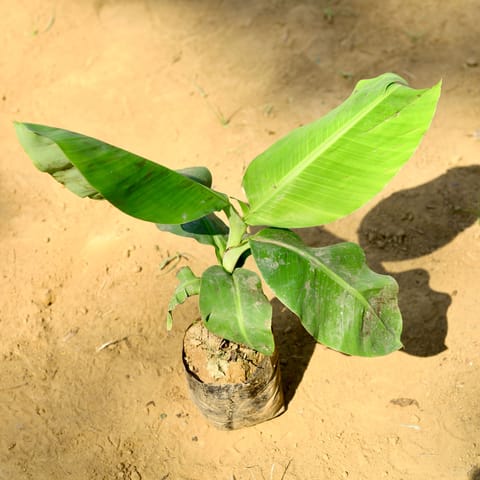 Holy Banana / Kela Dwarf in 5 Inch Nursery Bag