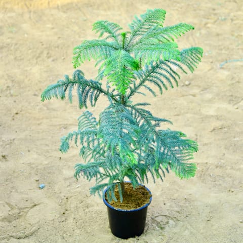 Araucaria / Christmas Tree (~ 2.5 Ft) in 8 Inch Live Fresh Plant Black Nursery Pot in Dlf Phase 3