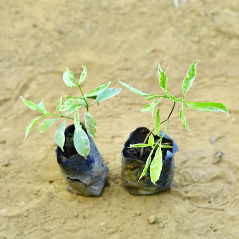 Set of 2 - Chandni Variegated in 3 Inch Live Plant Nursery Bag