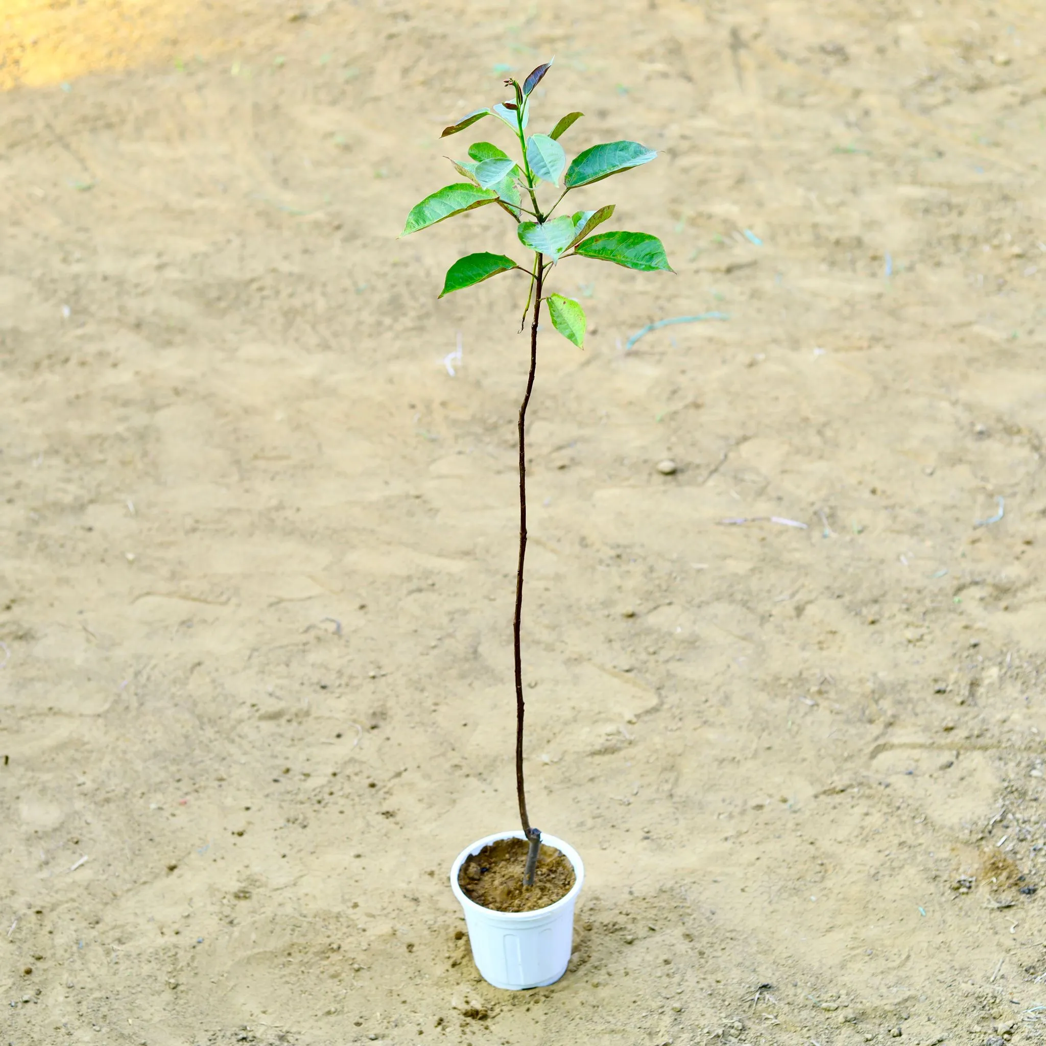 Jatropha / Sundar Rupa (~ 3 Ft) (any colour) in 6 Inch White Super Nursery Pot
