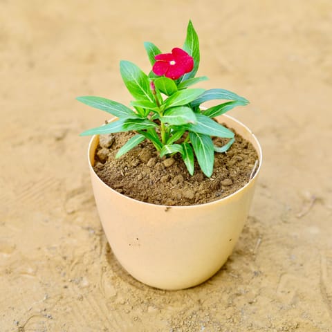 Periwinkle / Vinca / Sadabahar (any colour) in 6 Inch Live Fresh Plant Beige Marble Premium Orchid Round Plastic Pot in Sector 44