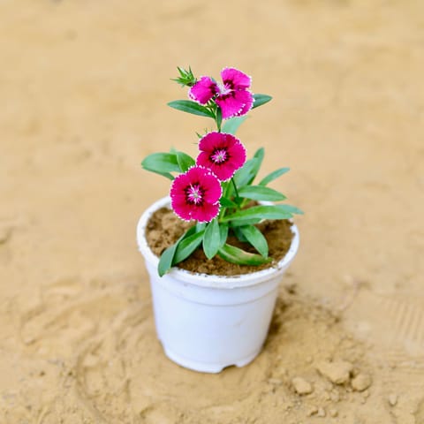 Dianthus (any colour) in 4 Inch White Nursery Pot