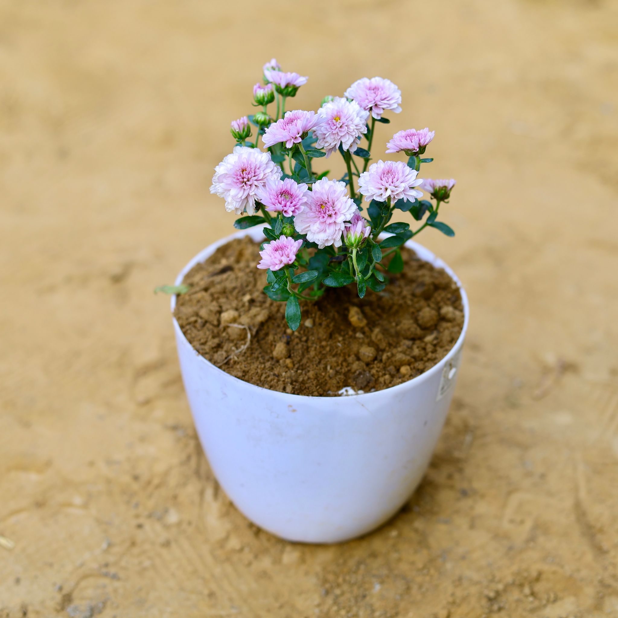 Chrysanthemum / Guldawari / Guldaudi (any colour) in 6 Inch White Premium Orchid Round Plastic Pot