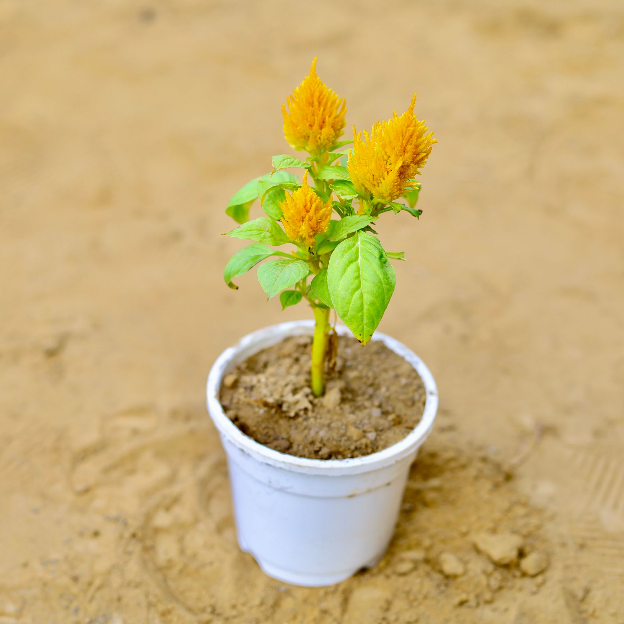 Celosia / Cockscomb (any colour) in 4 Inch White Nursery Pot