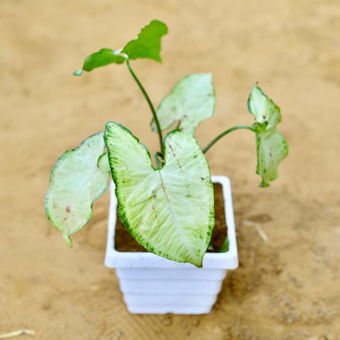 Syngonium White in 4 Inch Live Fresh Plant White Marble Premium Orchid Square Plastic Pot in Sector 9