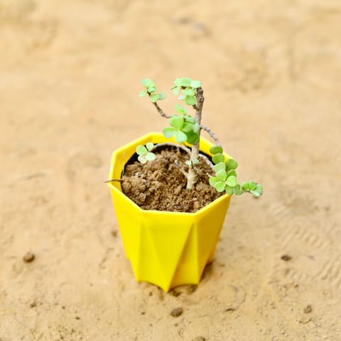 Jade in 4 Inch Live Fresh Plant Yellow Premium Diamanti Plastic Pot in Tilak Nagar