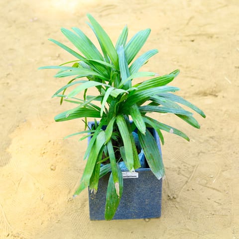 Raphis / Rhaphis Palm in 8 X 8 Inch Grey Premium Kyvos Fiberglass Planter