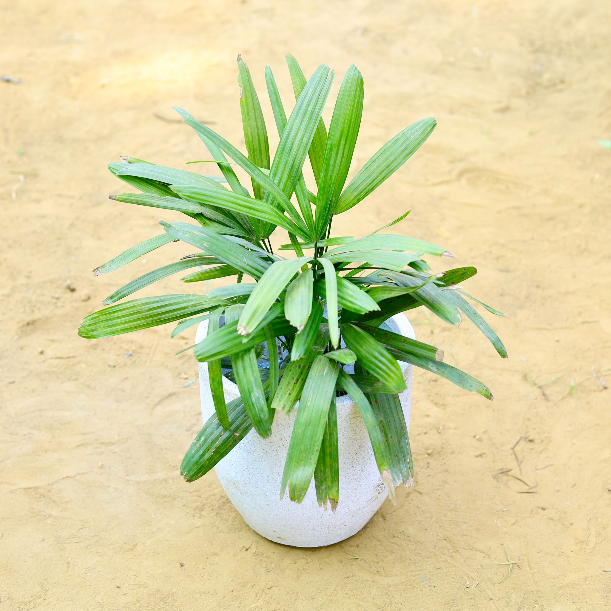 Raphis / Rhaphis Palm in 10 X 10 Inch White Premium Convessa Fiberglass Planter