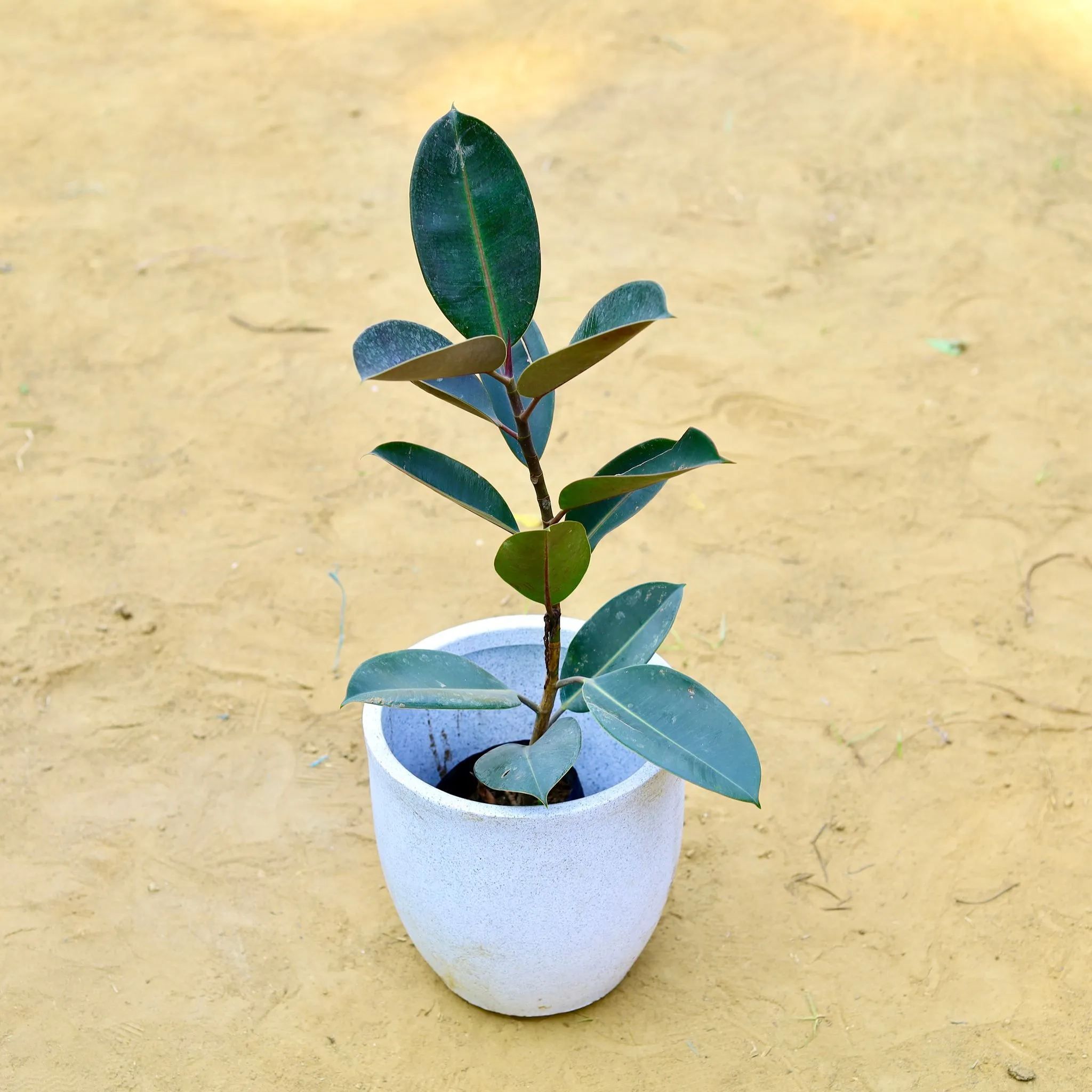 Rubber Black (~ 1.5 Ft) in 10 X 10 Inch White Premium Convessa Fiberglass Planter