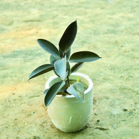 Rubber Black (~ 1.5 Ft) in 10 X 10 Inch Sandstone Premium Convessa Fiberglass Planter