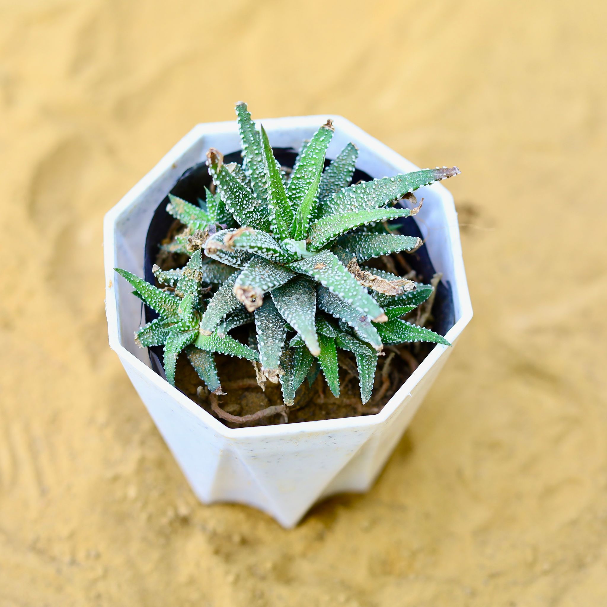Haworthia Zebrina Succulent in 4 Inch White Marble Premium Diamanti Plastic Pot