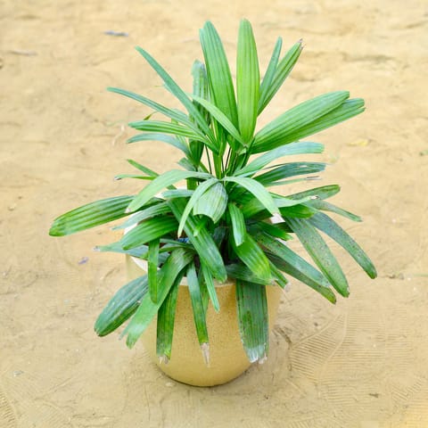 Raphis / Rhaphis Palm in 18 X 17 Inch Sandstone Premium Convessa Fiberglass Planter