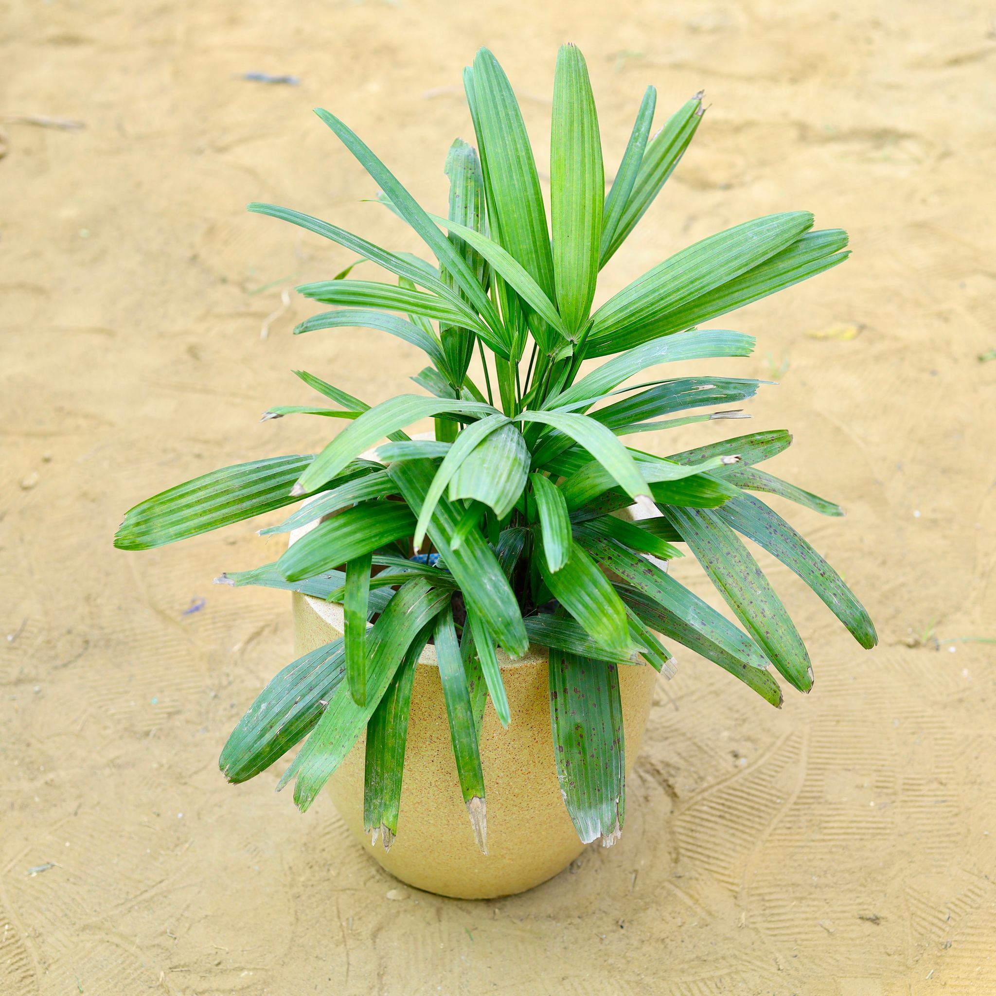 Raphis / Rhaphis Palm in 18 X 17 Inch Sandstone Premium Convessa Fiberglass Planter