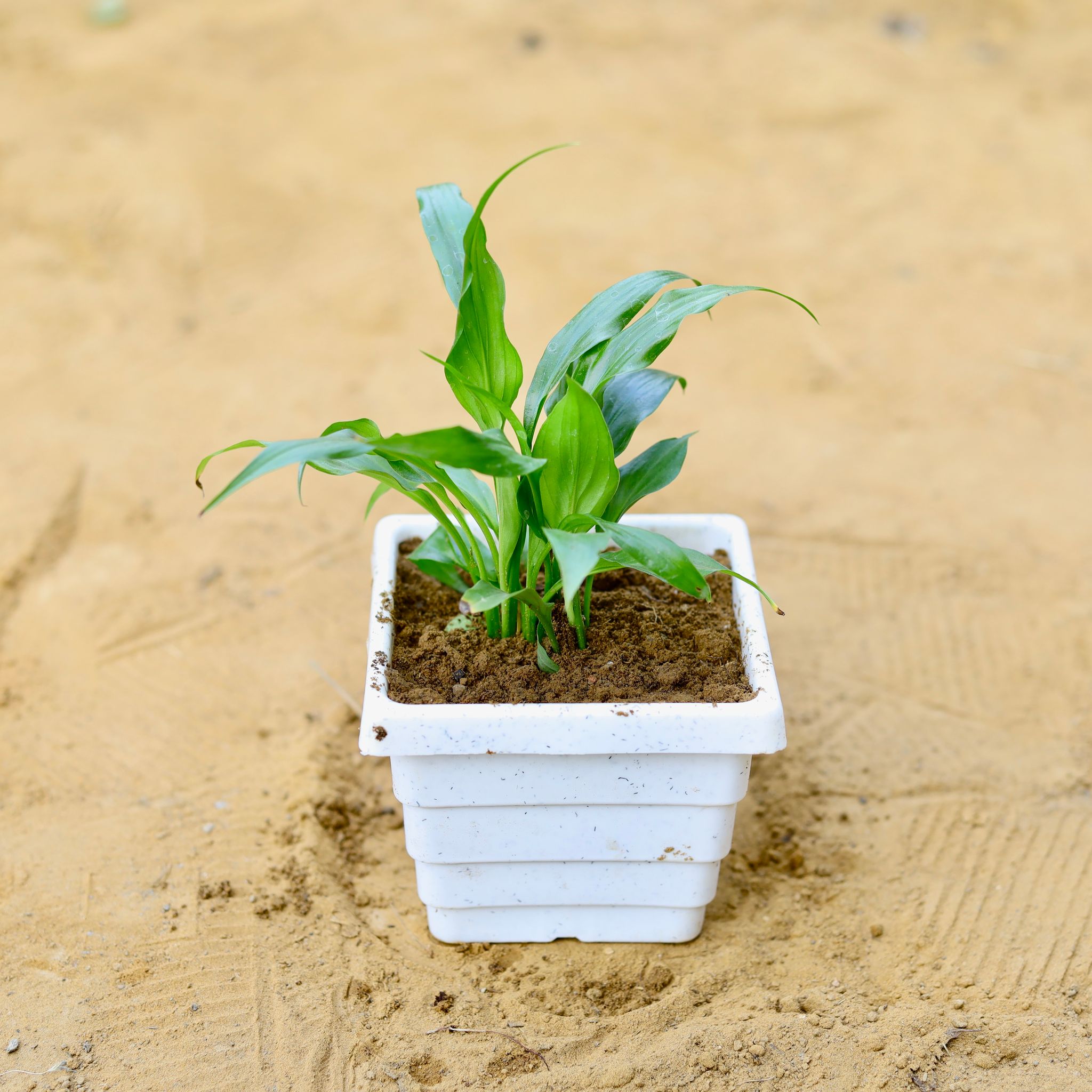 Peace Lily in 4 Inch White Marble Premium Orchid Square Plastic Pot
