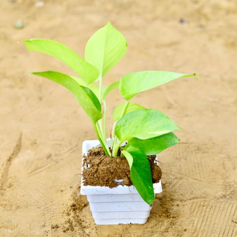 Money Plant Golden in 4 Inch Live Fresh Plant White Marble Premium Orchid Square Plastic Pot in Sector 41