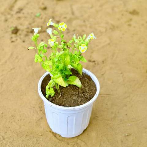 Wishbone / Torenia (Any Colour) in 4 Inch White Nursery Pot