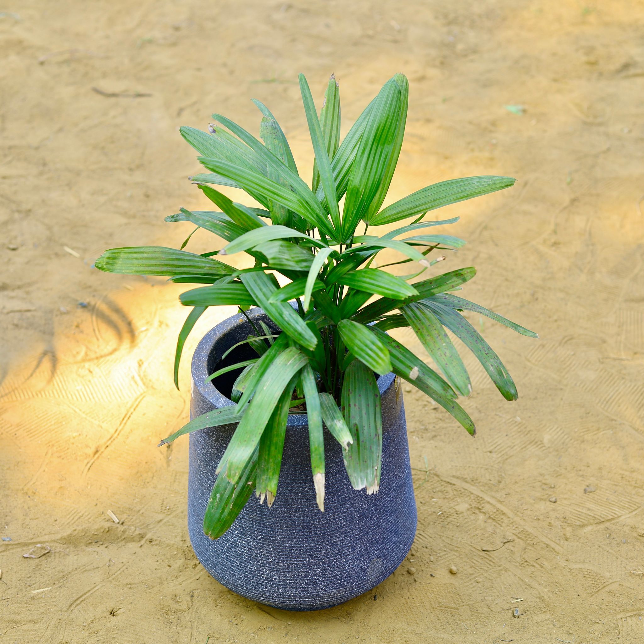 Raphis / Rhaphis Palm in 15 X 15 Inch Grey Premium Sierra Fiberglass Planter