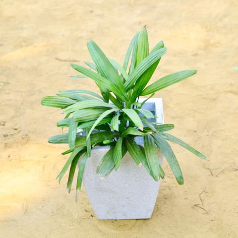 Raphis / Rhaphis Palm in 18 X 12 Inch White Premium Blaze Fiberglass Planter