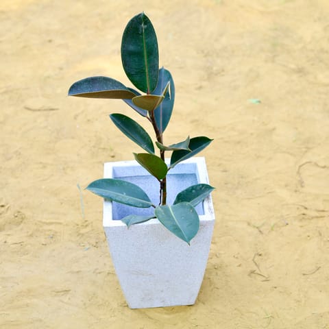 Rubber Black (~ 1.5 Ft) in 18 X 12 Inch White Premium Blaze Fiberglass Planter