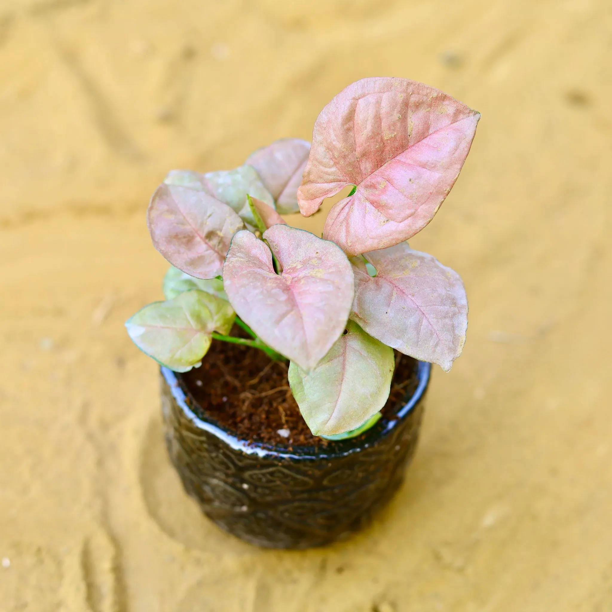 Syngonium Pixie Pink in 3.5 Inch Black 3D Heart Handcrafted Textured Ceramic Pot