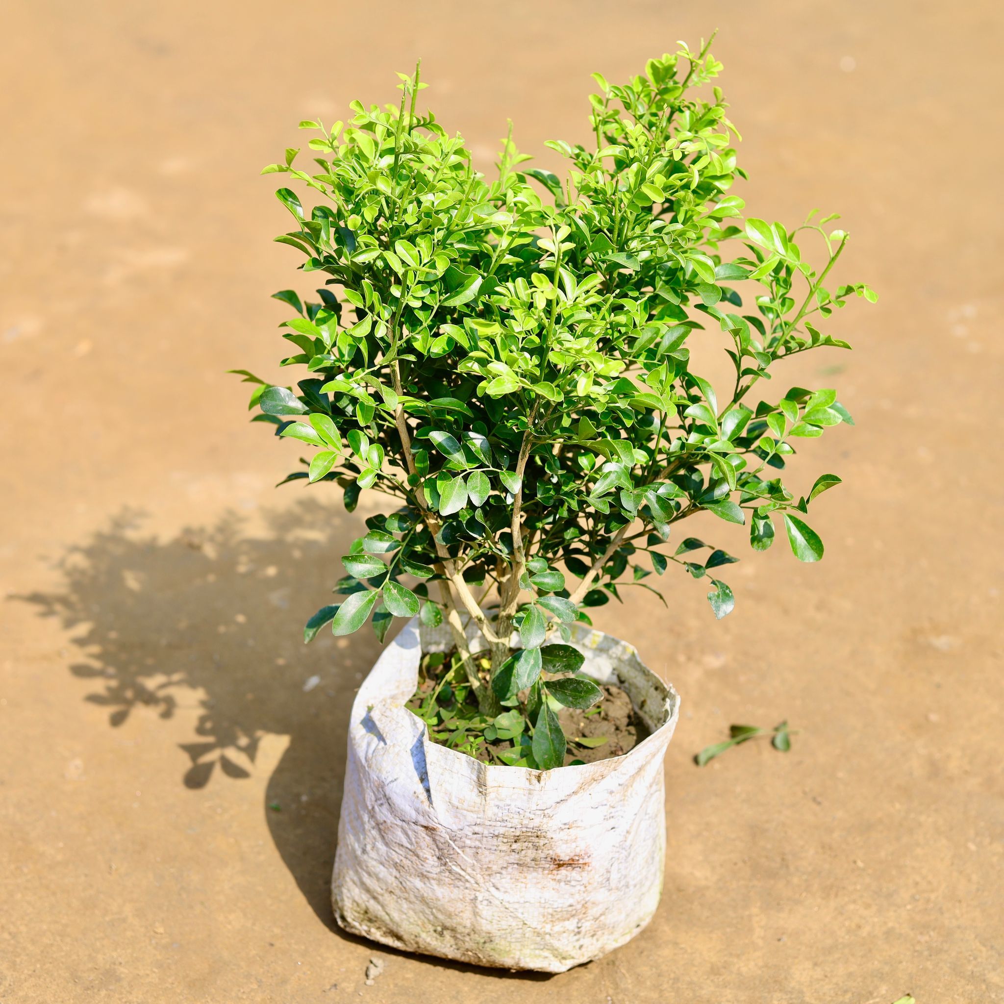 Madhu Kamini White / Murraya in 6 Inch Nursery Bag