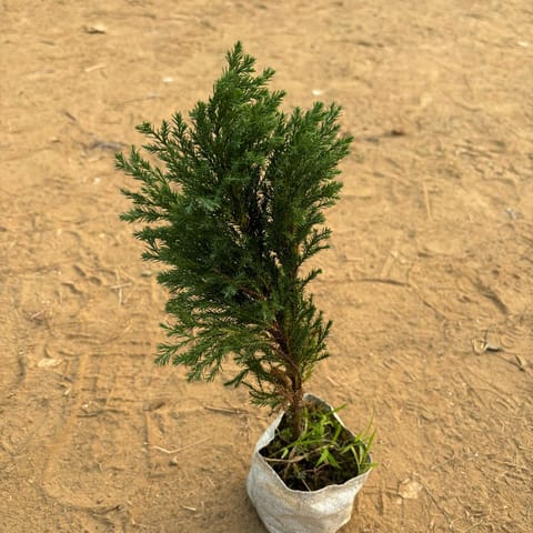 Cypress / Jhau Green in 3 Inch Nursery Bag