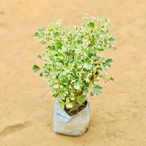 Rare Large Leaf Aralia White in 4 Inch Nursery Bag