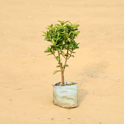 Ixora Pink in 4 Inch Nursery Bag