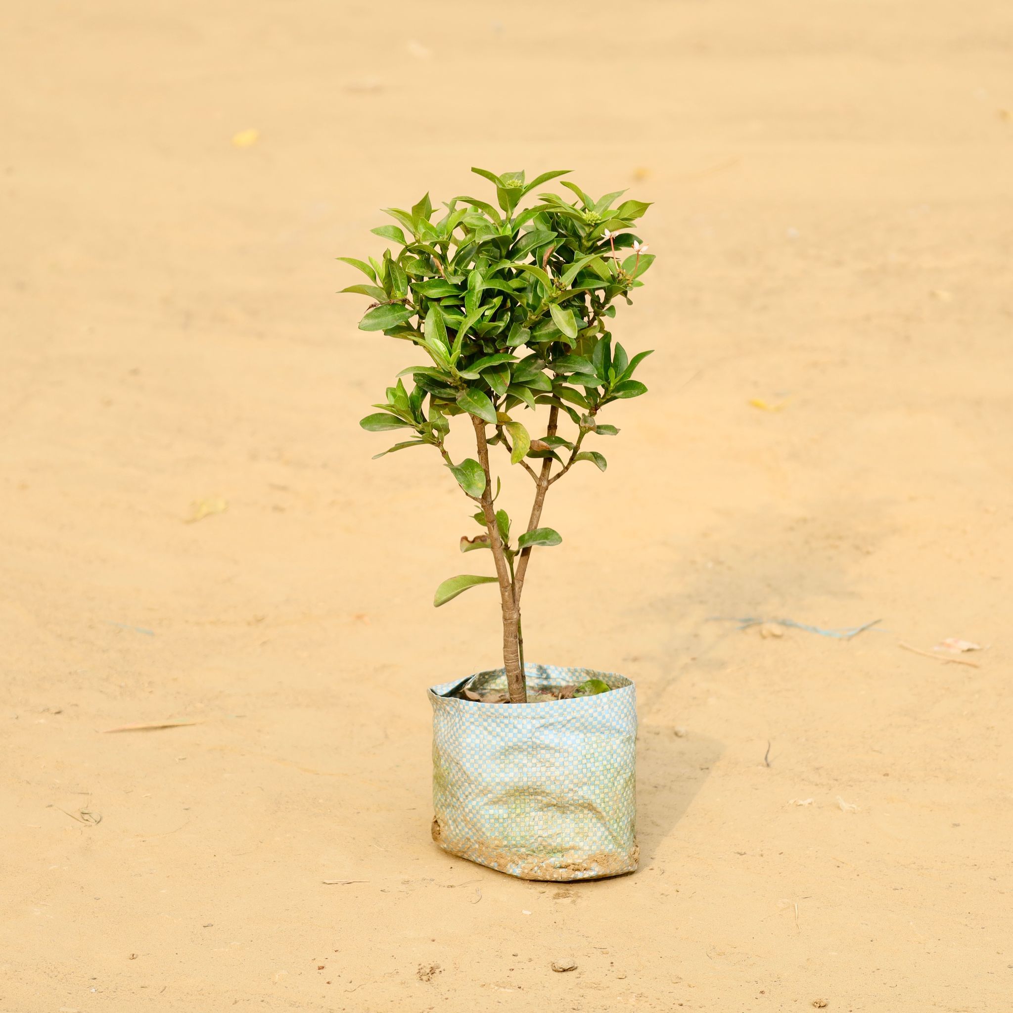 Ixora Pink in 4 Inch Nursery Bag
